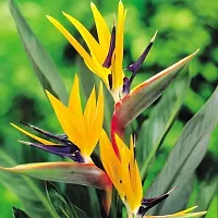 Ukanda Bird of Paradise Plant BIRD OF PARADISE LIVE PLANT-thumb1