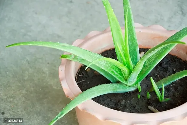 Ukanda Aloe Vera Plant Aloevera Live PlantMedicinal Live Plant A51-thumb0