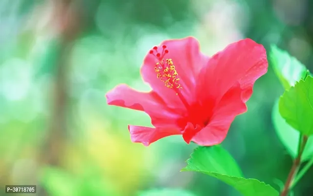 Ukanda Hibiscus Plant Hibiscus Red CF30050-thumb0