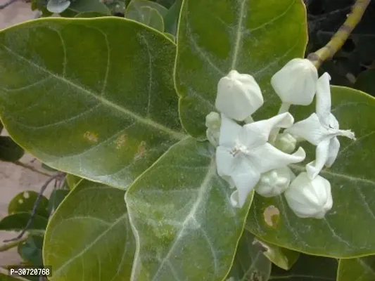 Ukanda Safed Aak Plant Safed Aak Plant, Calotropis Gigantea, White Madar-thumb2