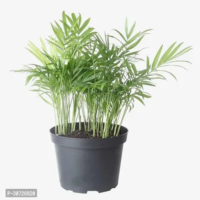 Ukanda Areca Plam Areca palm Dypsis lutescens indoor plant with pot (pack of 1)-thumb0