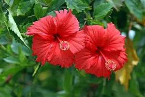 Ukanda Hibiscus Plant Mudda hibiscus plant-thumb1