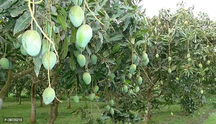 Ukanda Mango Plant Thai mango plant23-thumb0