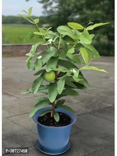 Ukanda Guava Plant L01-thumb0