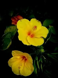 Ukanda Hibiscus Plant Live Dwarf Hibiscus Flower Plant (Yellow colour ) China Rose Life Plant.-thumb1