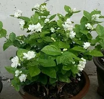 Ukanda Mogra Flowering Plant White Mogra FloweringJasmine live plant-thumb1