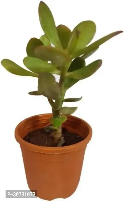 Ukanda Jade Plant PLT-076-thumb0