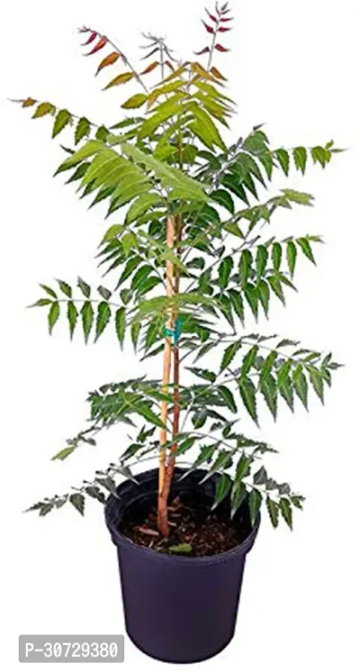 Ukanda Neem Plant Neem Live Plant Pack of 1-thumb0