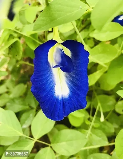 Ukanda Aparajita Butterfly Pea Plant APARJITA PLANT-thumb0