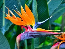 Ukanda Bird of Paradise Plant Bird Of ParadiseCrane Flower Plant-thumb1