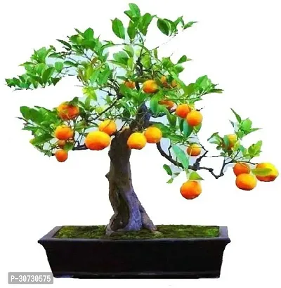 Ukanda Orange Plant Chinese OrangeSantra Bonsai Fruit-thumb0