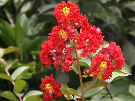 Ukanda Thunberjia Plant Red Lagerstroemiapurush flowerlagerstroemia speciosapride of India Queen Crape Myrtle flower plant-thumb1