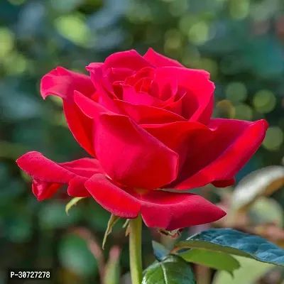 Ukanda Rose Plant Rose Red All Time Flower Live Plant CFRED2-thumb0