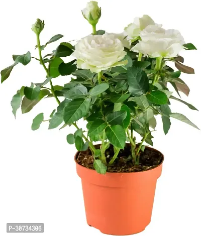 Ukanda Rose Plant Rose - White, Flowering Outdoor Plant-thumb0