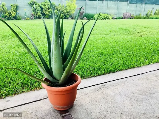 Ukanda Aloe Vera Plant Aloe Vera Plant 45-thumb0