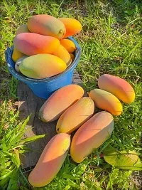 Ukanda Mango Plant Chandra Mallika Grafted LiveMango Plant.-thumb1