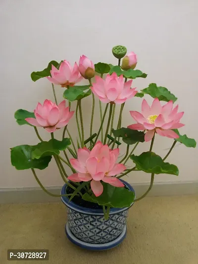 Ukanda Lotus Plant Lotus plant 26-thumb0