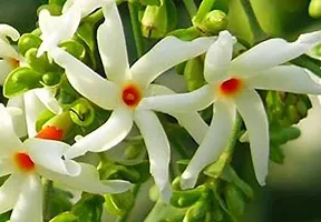 Ukanda Jasmine Plant Jasmine Night Flowering Parijat Jasmine Live Plant-thumb1