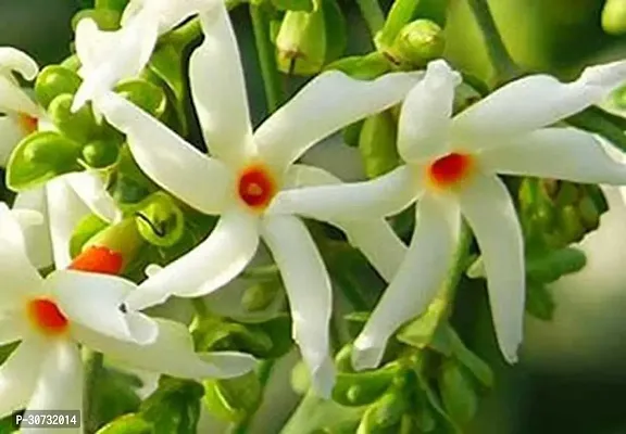 Ukanda Jasmine Plant Jasmine Night Flowering Parijat Jasmine Live Plant-thumb2