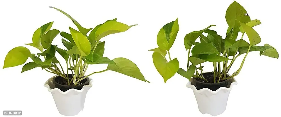 Ukanda Money Plant Live PLANT Air Purifying Good Luck Golden Money Plant - Pothos Plant Pack of 2 Plants-thumb0