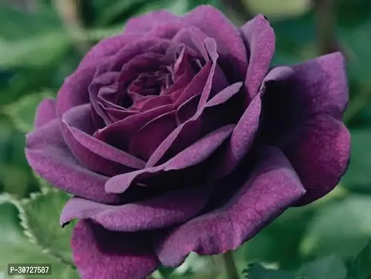 Ukanda Rose Plant Dark Purple Rose-thumb0