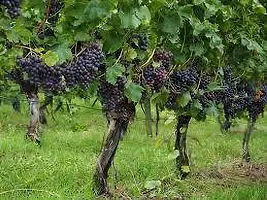 Ukanda Grape Plant GRAPES PLANT AAO0-thumb2