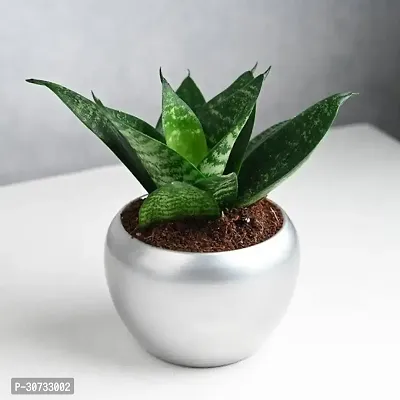 Ukanda Snake Plant Snake Plant-thumb0