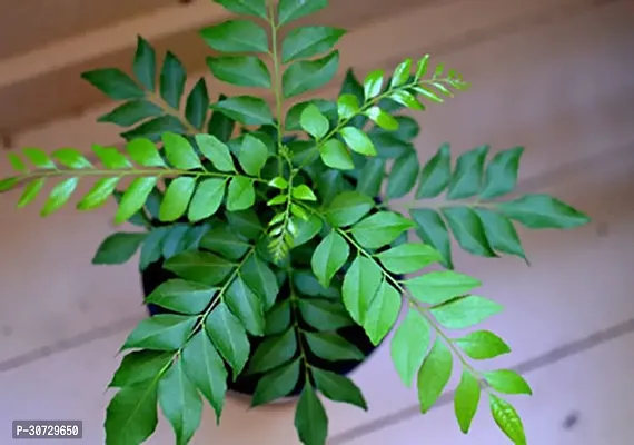 Ukanda Curry Leaf Plant Plant For Kitchen Garden Gandhabevu - Curry Leaf Live Plant-thumb0