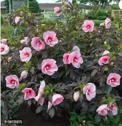 Ukanda Hibiscus Plant Gardens Live HibiscusGudhal Red Double Flower Plant01254 (1 Plant)-thumb0