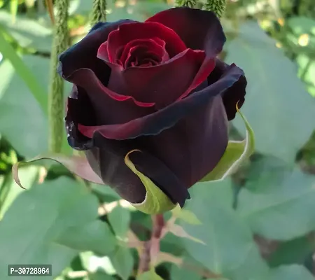 Ukanda Rose Plant HybridLive Rose PlantCF4-thumb0