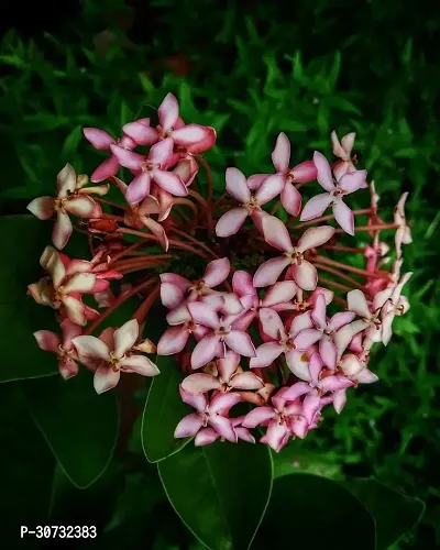 Ukanda Trothic IxoraChethi Plant Trothic Ixora Chethi Red Plant Live Flower Disha-99996-thumb0