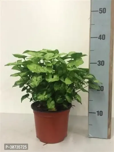 Ukanda Syngonium Plant FKDR76-thumb0