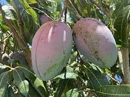 Ukanda Mango Plant Keitt Mango Plant-thumb1