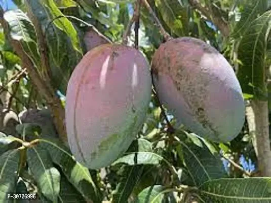 Ukanda Mango Plant Keitt Mango Plant-thumb2