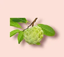 Ukanda Annona ReticulataBullocks Heart Plant Rare Sugar-Apple Sitafal Fruit Plant-thumb2