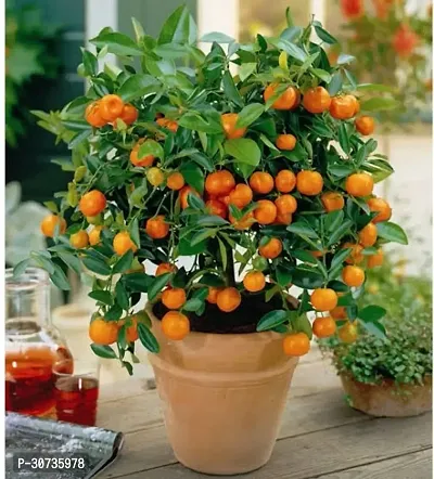 Ukanda Orange Plant Orange-thumb0