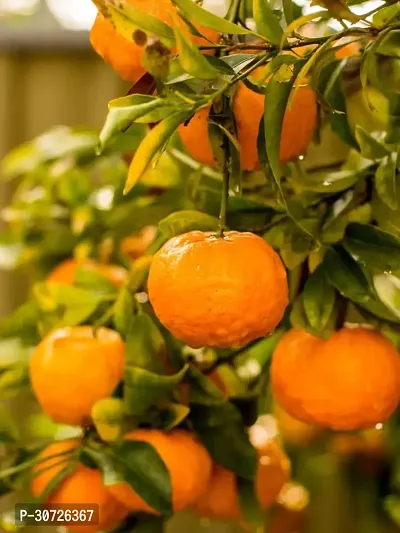 Ukanda Orange Plant Rare Sweet Mandarin Orange