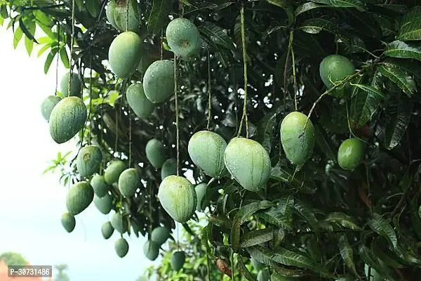 Ukanda Mango Plant Mango Plant034