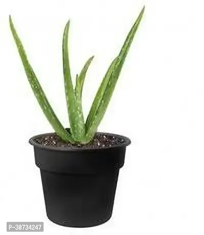 Ukanda Aloe Vera Plant PLT-043-thumb0