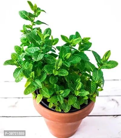 Ukanda Mint Plant Pudina plant-thumb0