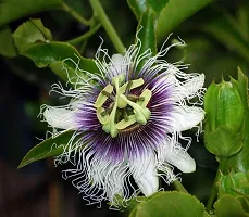 Ukanda Passion Plant PASSION FLOWER SA-thumb1