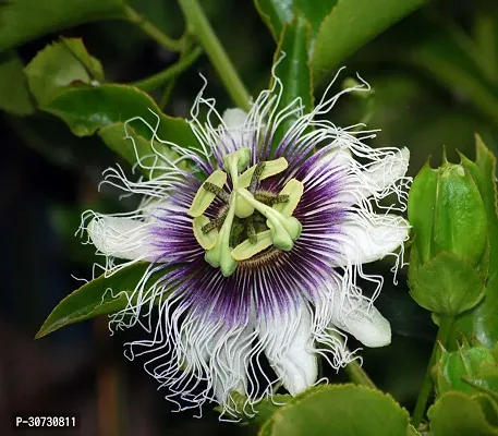 Ukanda Passion Plant PASSION FLOWER SA-thumb2