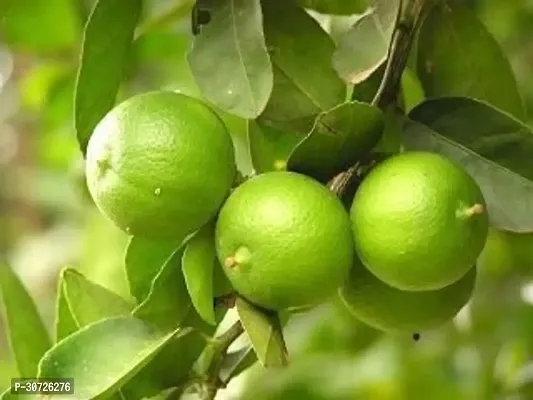 Ukanda Lemon Plant Plants 987990099