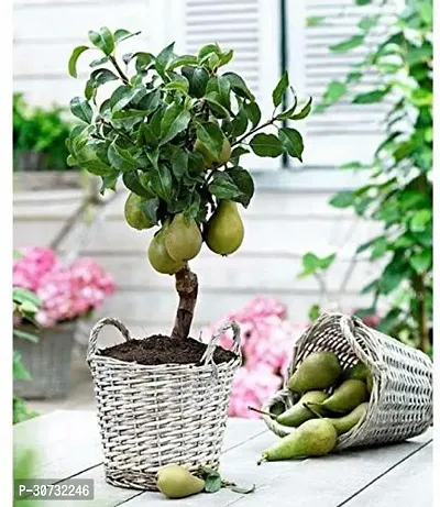 Ukanda Pear Plant BGF164-thumb0