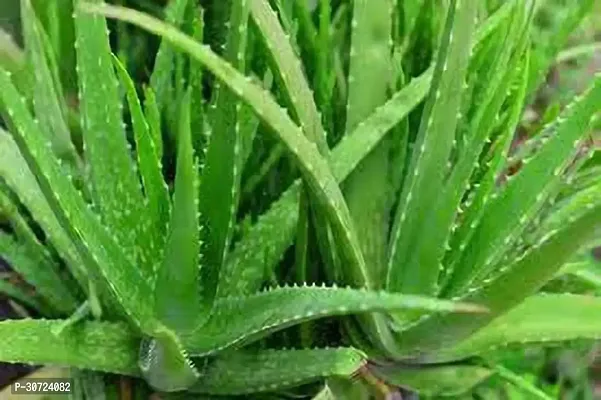 Ukanda Aloe Vera Plant Fresh Plant-thumb0