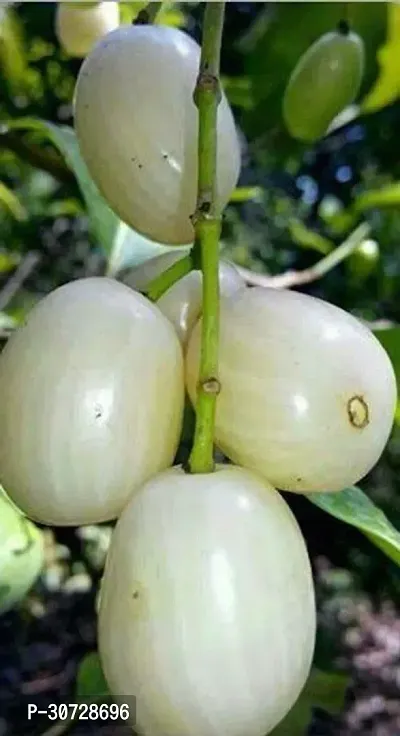 Ukanda Jamun Plant White Jamun Live plant.-thumb0