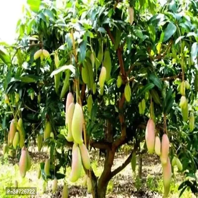 Ukanda Mango Plant Dasheri Mango Hybrid Plant For Outdoor Gardens-thumb0