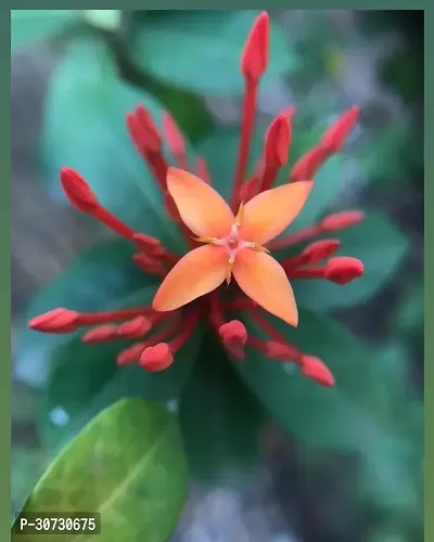 Ukanda Trothic IxoraChethi Plant Trothic Ixora Chethi Red Plant Live Flower Disha-99965-thumb0