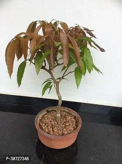 Ukanda Mango Plant Bonsai Mango Plant (BaramasiAll Climate Fruiting)-thumb3