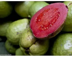 Ukanda Guava Plant Rear pink guava Grafteda healthy fruit plant (pack of 1)-thumb2